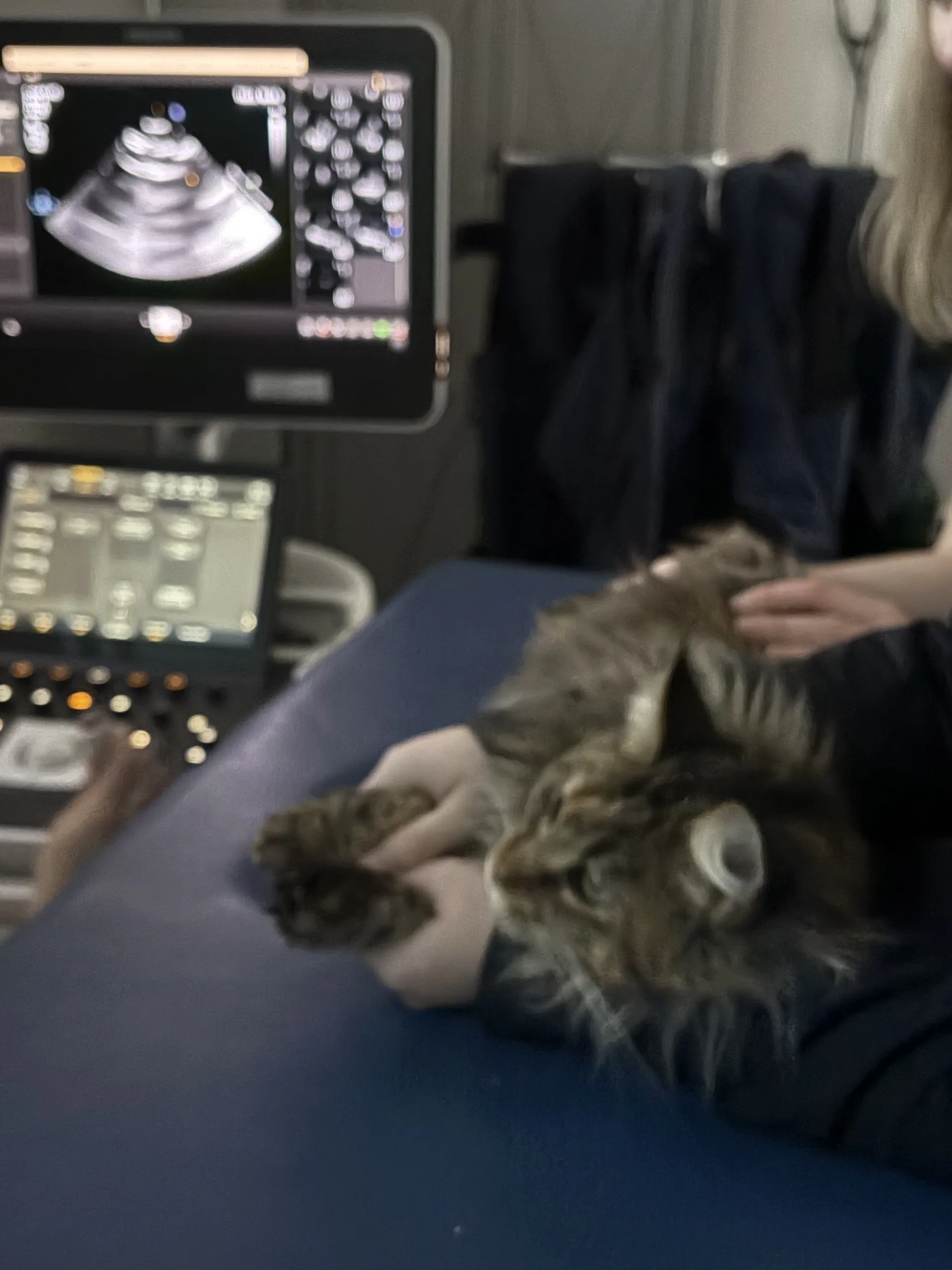 Ms. Marbles receiving cardiomyopathy ultrasound screening